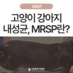 [1편] 고양이 강아지 세균성 피부감염일까? MRSP 감염일까?  – 원인부터 치료, 예방법까지