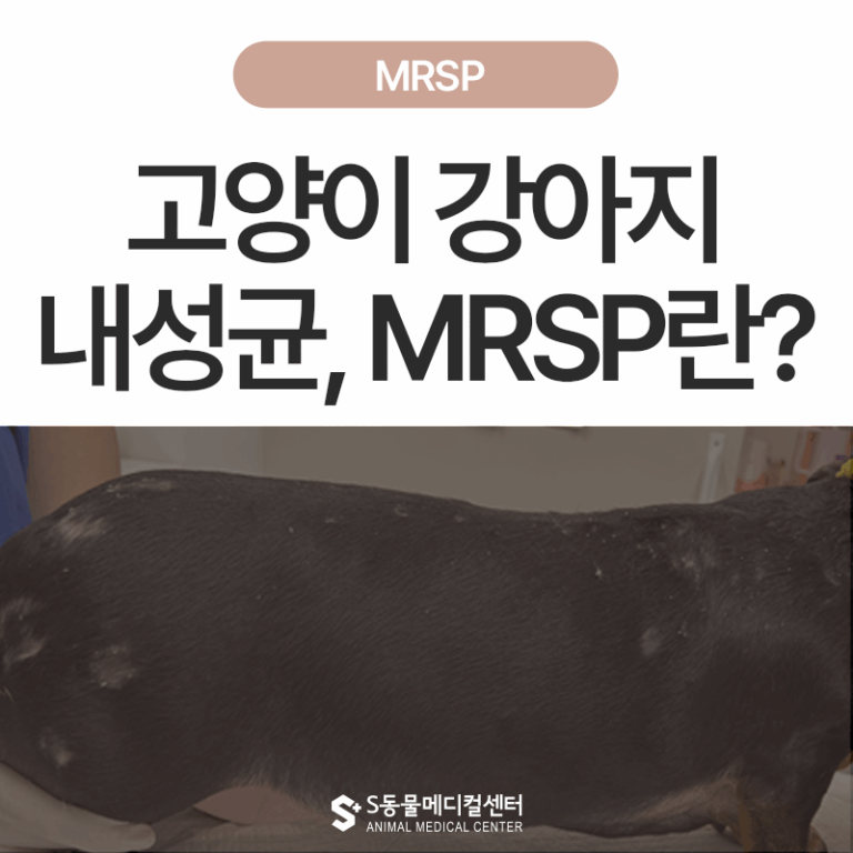 [1편] 고양이 강아지 세균성 피부감염일까? MRSP 감염일까?  – 원인부터 치료, 예방법까지