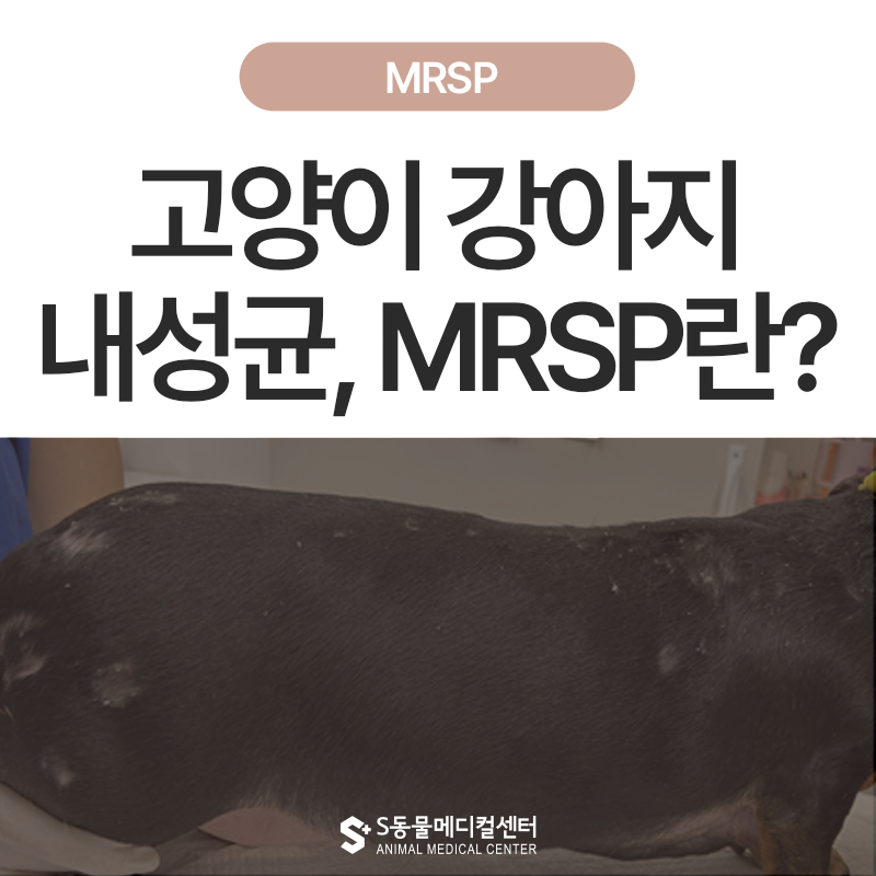 [1편] 고양이 강아지 세균성 피부감염일까? MRSP 감염일까?  – 원인부터 치료, 예방법까지