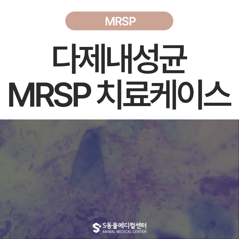 [2편] 강아지 항생제 내성 MSRP 피부질환 치료 후기
