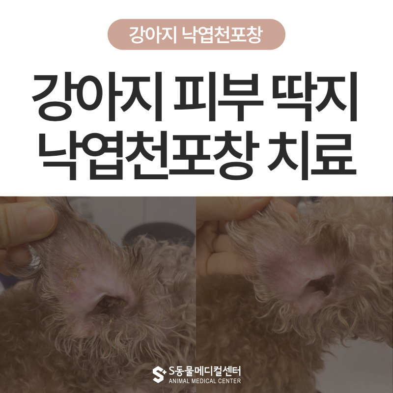 강아지 낙엽 천포창 치료 후기 | 얼굴과 발에 피부 딱지가 생겼다면 의심하세요