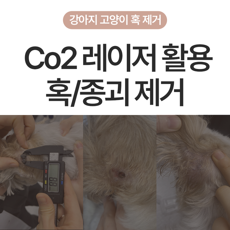 고양이 강아지 혹 제거, Co2 레이저로 안전하고 깔끔하게