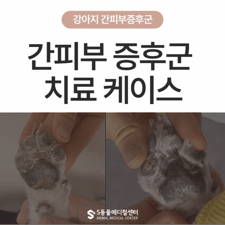 강아지의 피부 및 간질환: 간피부증후군 (Hepatocutaneous Syndrome) 치료 케이스