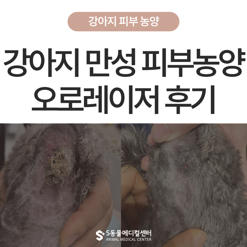 울산•경주•포항 강아지 피부질환 오로레이저 치료 후기