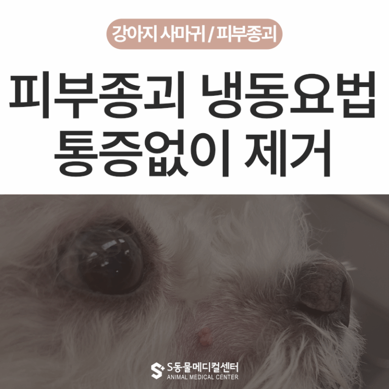 강아지 피부종괴 (티눈, 사마귀) 제거, 냉동요법
