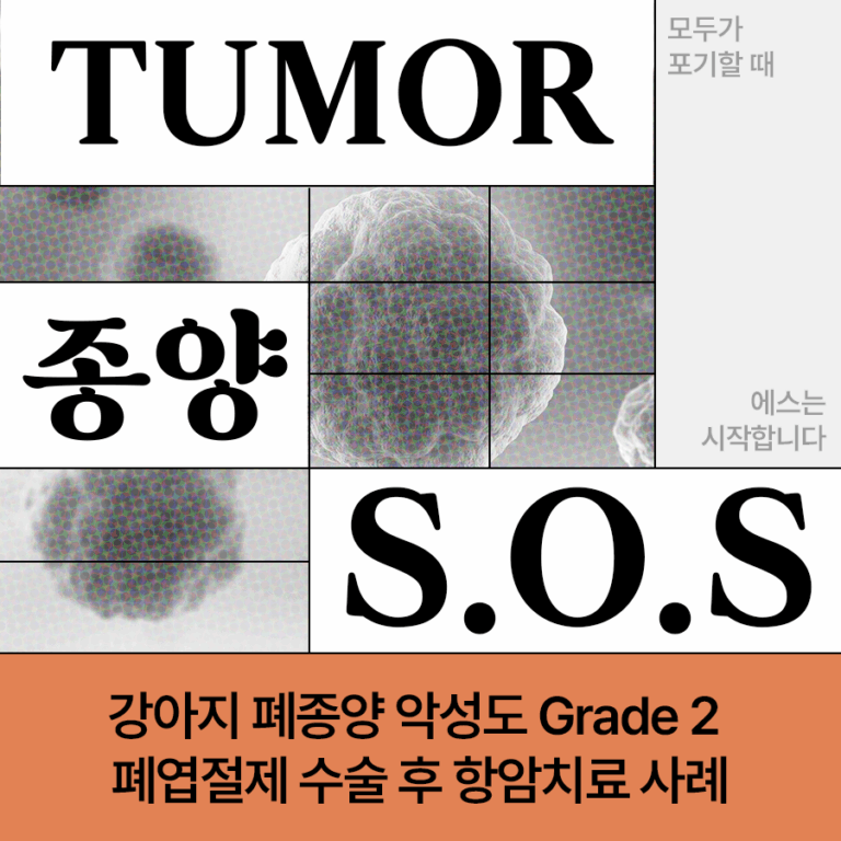 [종양S.O.S] 강아지 폐종양 초기 증상, 치료 방법, 악성도 Grade 2 폐엽 절제술 후 항암 치료 사례