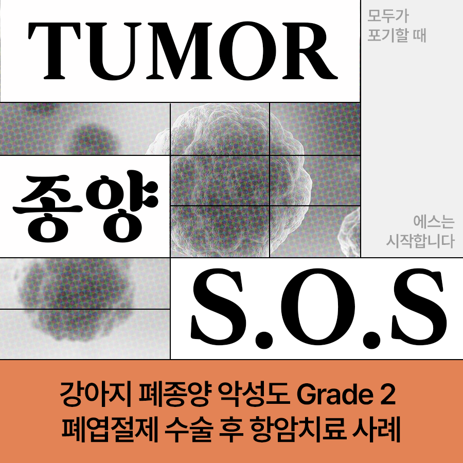 [종양S.O.S] 강아지 폐종양 초기 증상, 치료 방법, 악성도 Grade 2 폐엽 절제술 후 항암 치료 사례
