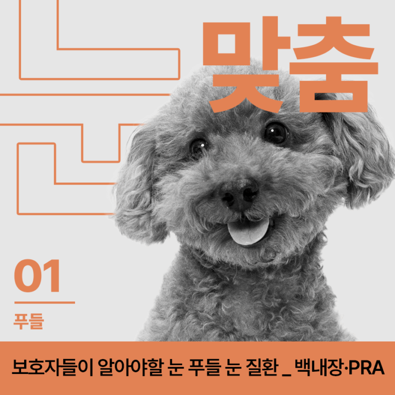 [눈:맞춤 – 푸들] 푸들 보호자들이 알아야 할 눈 질환들, 백내장만이 아닙니다