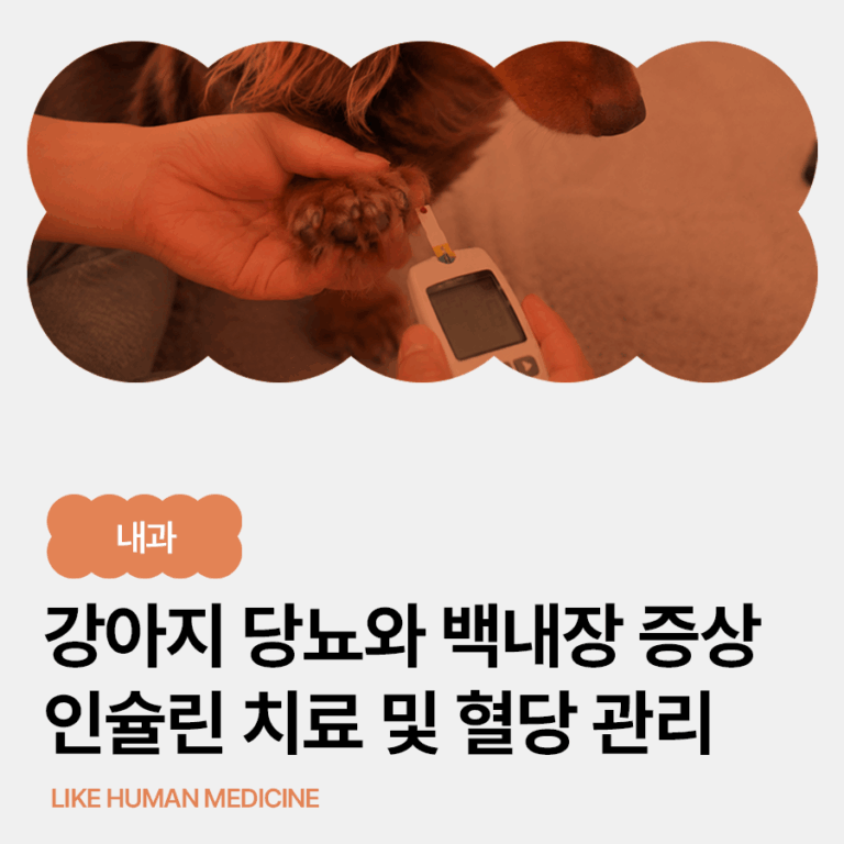 강아지 당뇨 초기 증상부터 인슐린 치료·혈당 관리까지