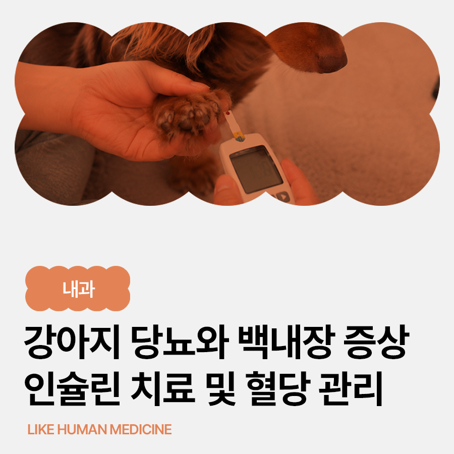 강아지 당뇨 초기 증상부터 인슐린 치료·혈당 관리까지