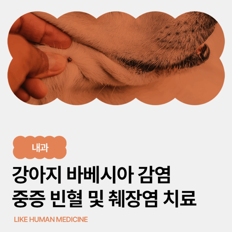 강아지 바베시아 감염증, 중증 빈혈과 췌장염까지｜응급 수혈 및 집중 치료 사례