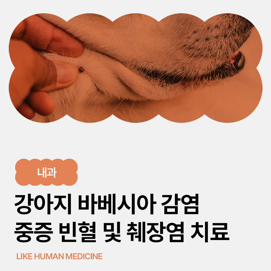 강아지 바베시아 감염증, 중증 빈혈과 췌장염까지｜응급 수혈 및 집중 치료 사례