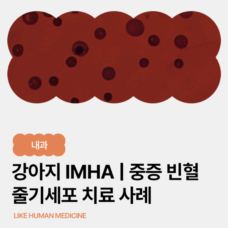 강아지 IMHA 치료 사례｜HCT 17% 중증 빈혈, 줄기세포 치료로 회복된 후기
