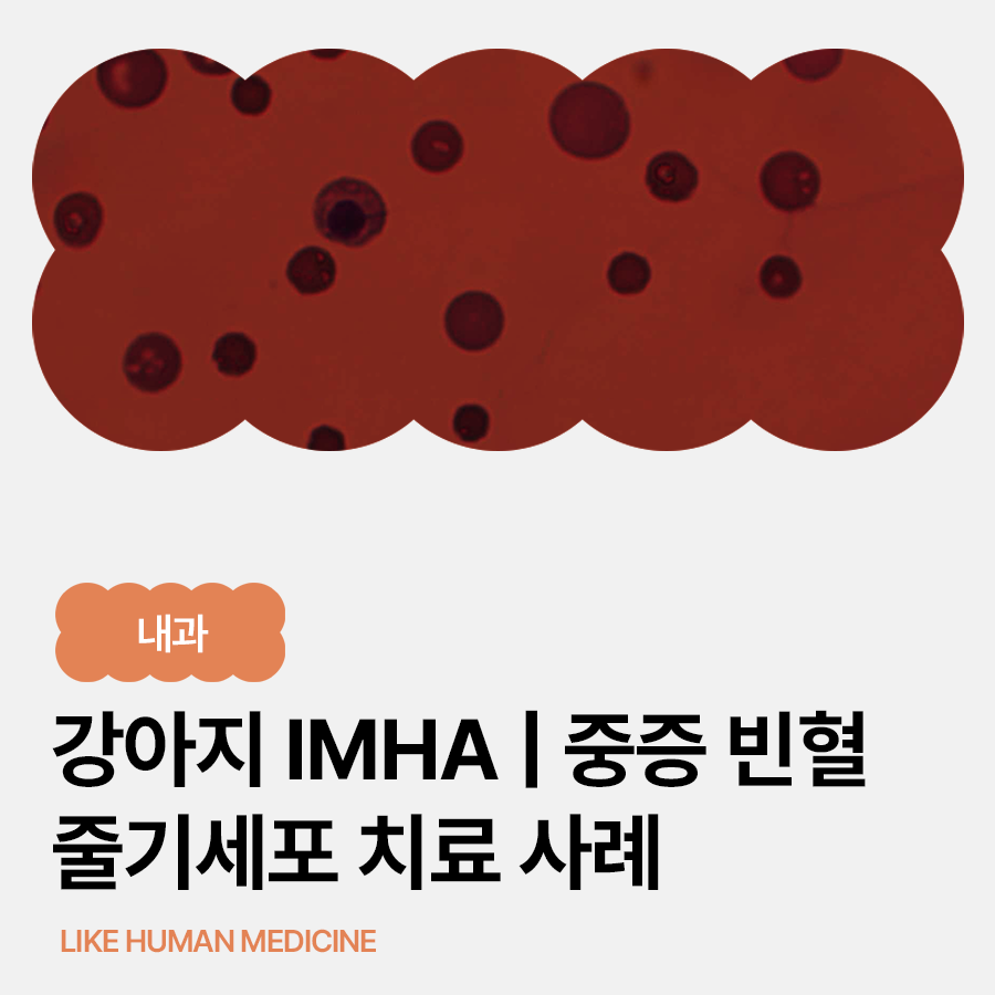 강아지 IMHA 치료 사례｜HCT 17% 중증 빈혈, 줄기세포 치료로 회복된 후기