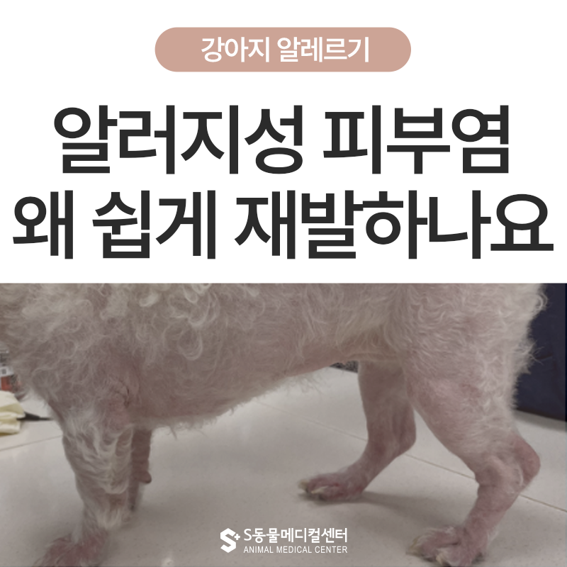강아지 알레르기·알러지성 피부염, 아이가 자꾸 긁어요