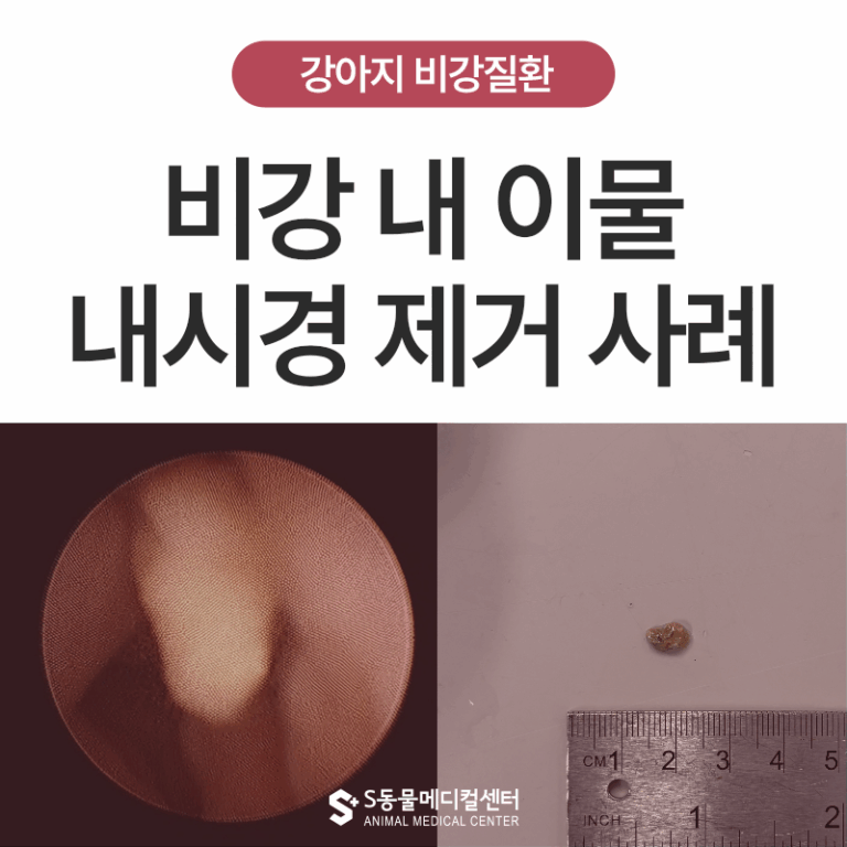 강아지 만성 코막힘, 단순 비염이 아닐 수 있습니다 – 비강 내 이물 제거 및 내시경 치료 사례