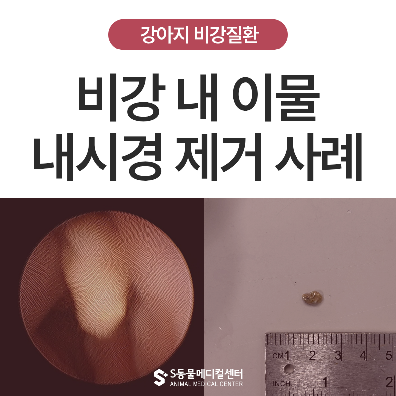 강아지 만성 코막힘, 단순 비염이 아닐 수 있습니다 – 비강 내 이물 제거 및 내시경 치료 사례