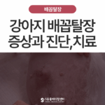 강아지 배꼽탈장(umbilical hernia)일까요? 증상과 치료, 수술시기 꼭 알아야 할 사실들