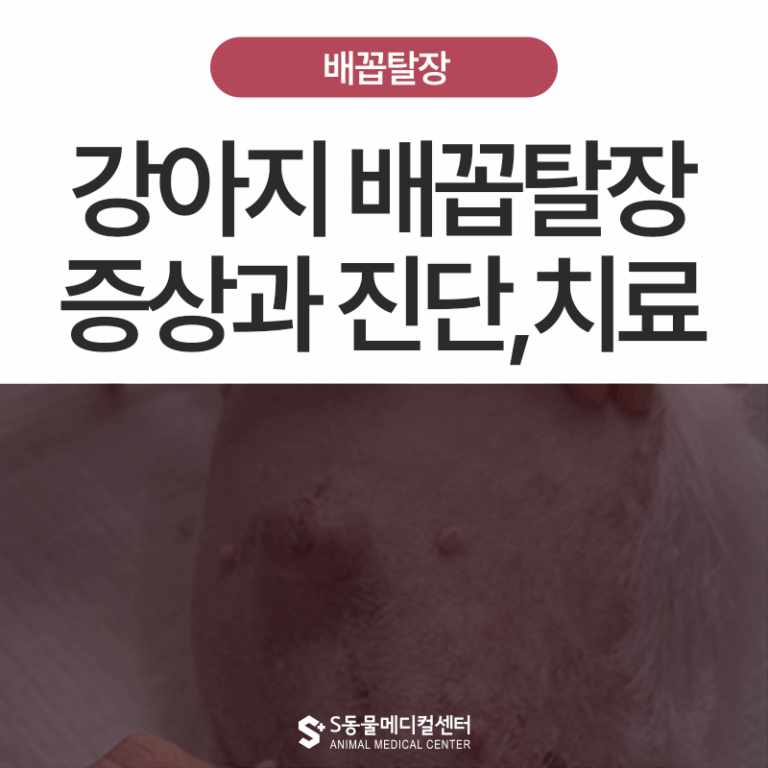 강아지 배꼽탈장(umbilical hernia)일까요? 증상과 치료, 수술시기 꼭 알아야 할 사실들