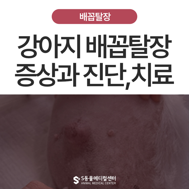 강아지 배꼽탈장(umbilical hernia)일까요? 증상과 치료, 수술시기 꼭 알아야 할 사실들