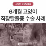 6개월 아기 고양이 직장탈출증 수술 사례, 잦은 설사 후 항문 돌출되었다면?