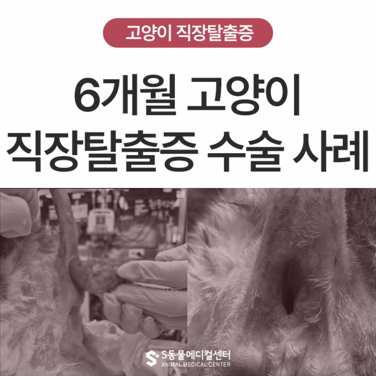 6개월 아기 고양이 직장탈출증 수술 사례, 잦은 설사 후 항문 돌출되었다면?