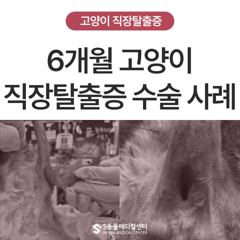 6개월 아기 고양이 직장탈출증 수술 사례, 잦은 설사 후 항문 돌출되었다면?