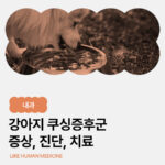 강아지 쿠싱증후군 원인부터 증상, 진단, 치료 및 관리 사례까지