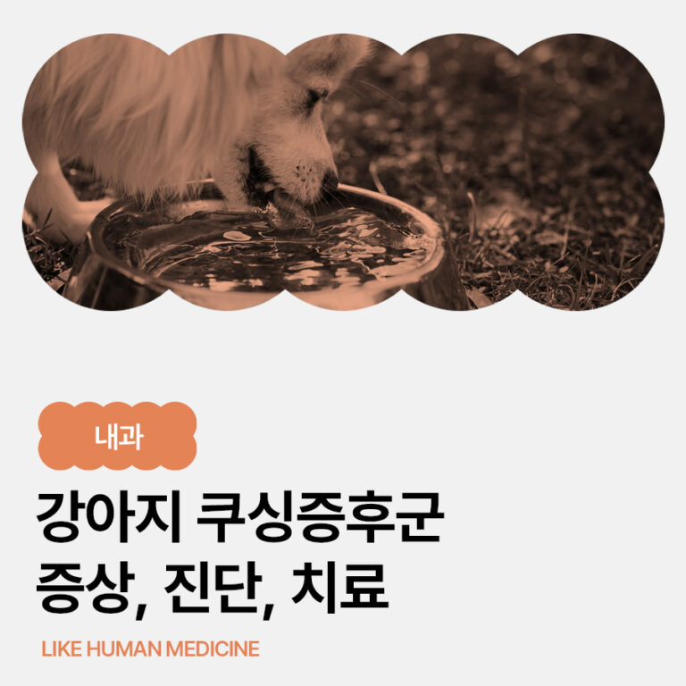 강아지 쿠싱증후군 원인부터 증상, 진단, 치료 및 관리 사례까지