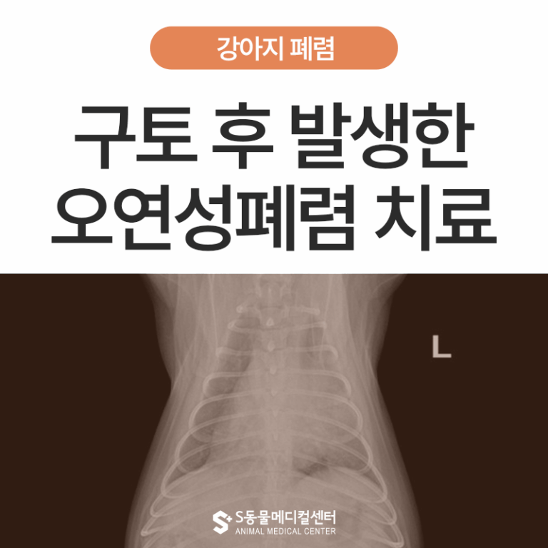 강아지 오연성 폐렴(Aspiration Pneumonia) 응급 치료 사례, 구토 후 갑자기 숨이 가빠졌다면?