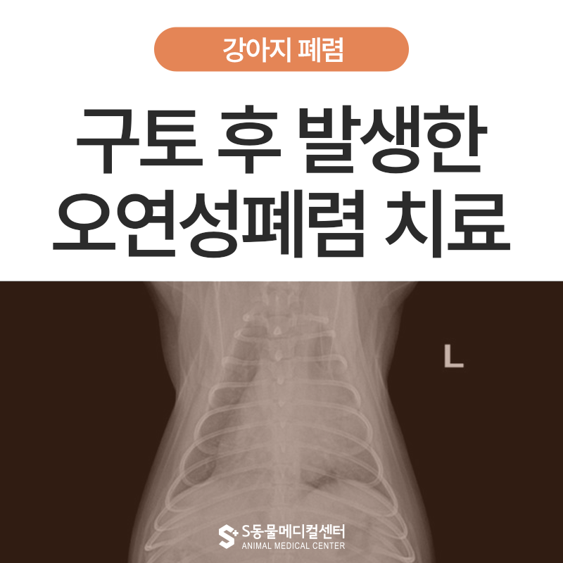 강아지 오연성 폐렴(Aspiration Pneumonia) 응급 치료 사례, 구토 후 갑자기 숨이 가빠졌다면?