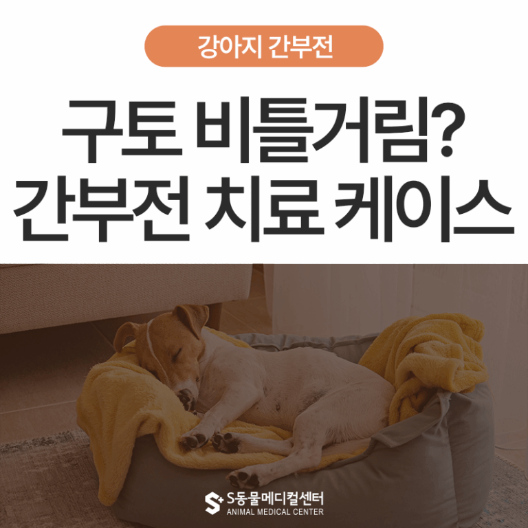 강아지 간부전 구토, 비틀거림 증상부터 치료케이스까지