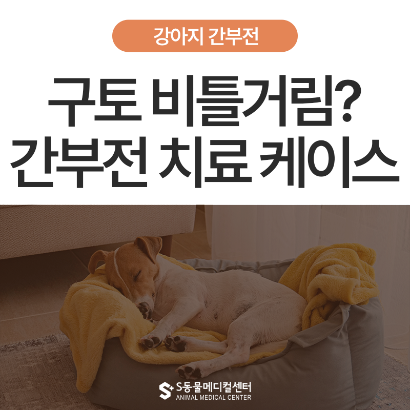 강아지 간부전 구토, 비틀거림 증상부터 치료케이스까지