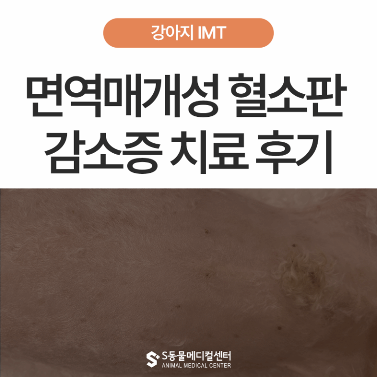 강아지 피부 반점, 면역 매개성 혈소판 감소증 치료 케이스