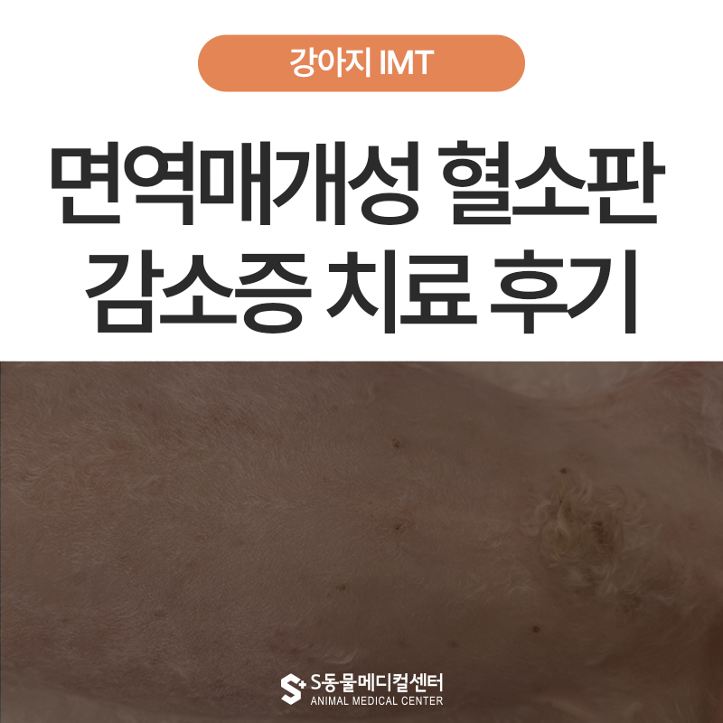 강아지 피부 반점, 면역 매개성 혈소판 감소증 치료 케이스