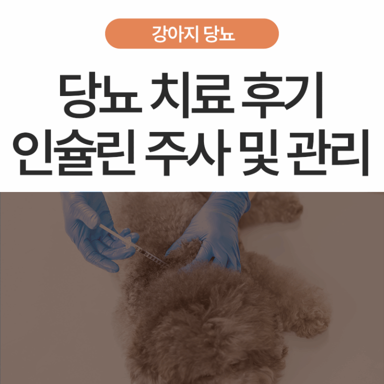 강아지 당뇨 치료 후기 | 인슐린 치료만으로 충분할까? ‘맞춤형 통합 관리’가 필요합니다