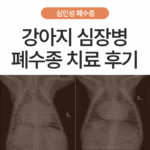 [강아지 폐수종 2편] 심인성 폐수종이란? 강아지 심장병 폐수종 치료 케이스