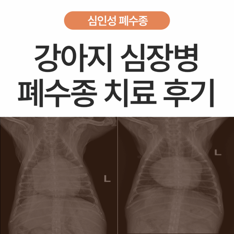 [강아지 폐수종 2편] 심인성 폐수종이란? 강아지 심장병 폐수종 치료 케이스