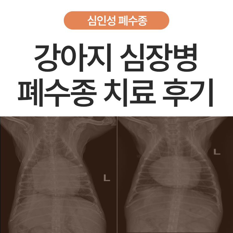 [강아지 폐수종 2편] 심인성 폐수종이란? 강아지 심장병 폐수종 치료 케이스