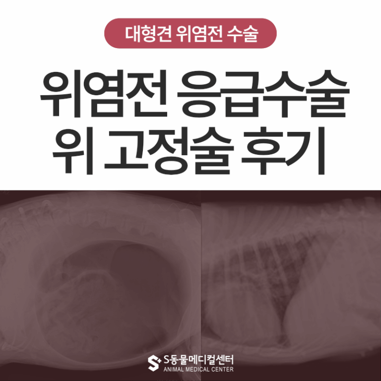강아지 위 확장·염전증(GDV), 왜 응급일까요? 실제 수술 후기