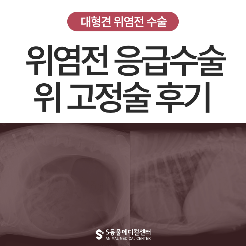 강아지 위 확장·염전증(GDV), 왜 응급일까요? 실제 수술 후기