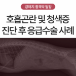 강아지 고양이 호흡곤란, 원인은? 횡격막 탈장 증상부터 응급 수술 사례 까지
