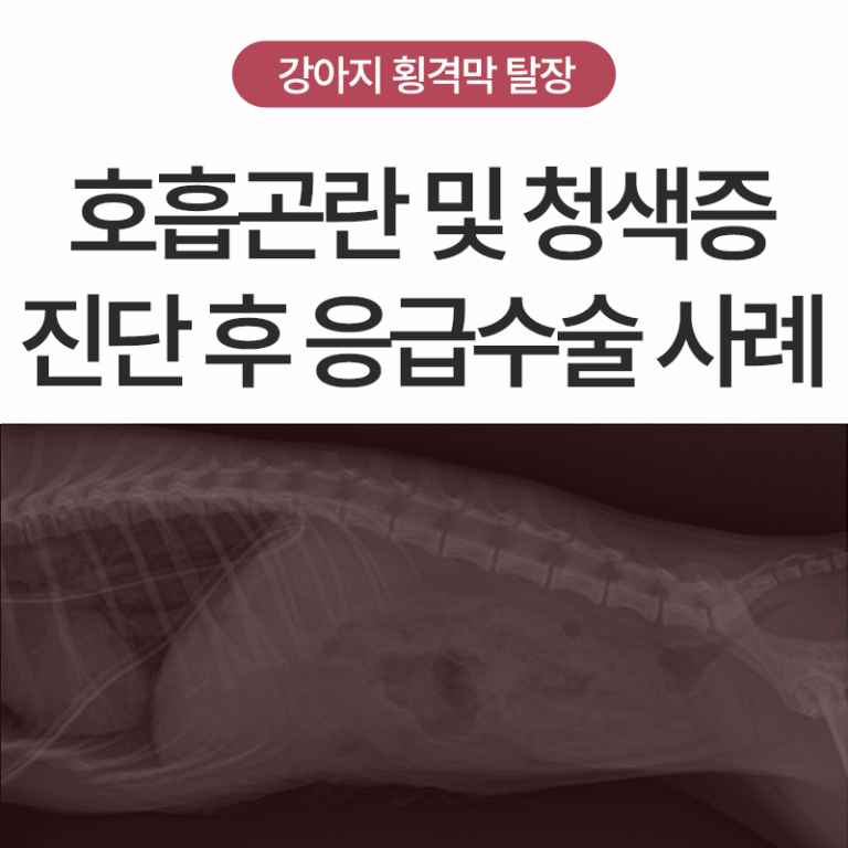 강아지 고양이 호흡곤란, 원인은? 횡격막 탈장 증상부터 응급 수술 사례 까지