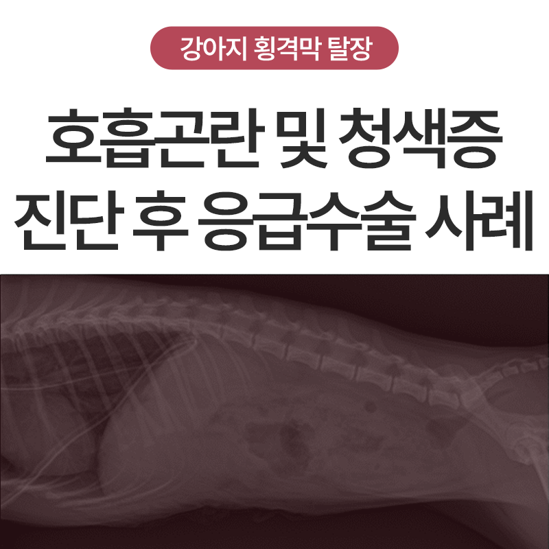 강아지 고양이 호흡곤란, 원인은? 횡격막 탈장 증상부터 응급 수술 사례 까지