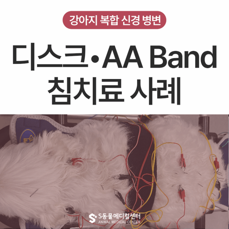 강아지 뒷다리를 끌어요, 디스크·AA Band, 복합 신경 병변 침 치료 사례