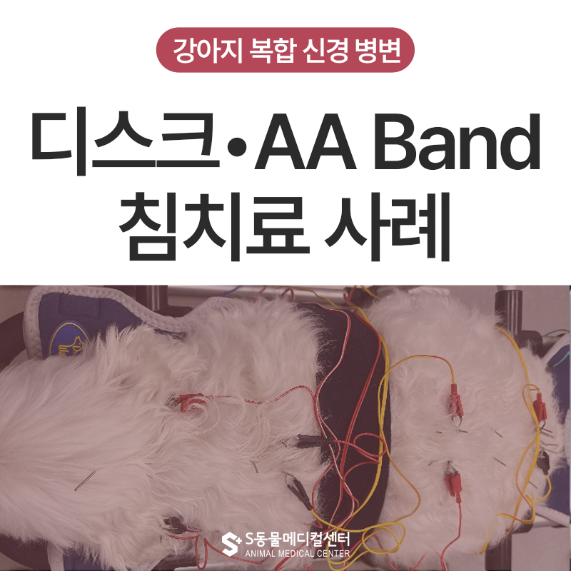 강아지 뒷다리를 끌어요, 디스크·AA Band, 복합 신경 병변 침 치료 사례