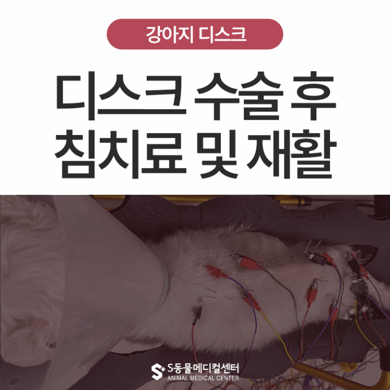 강아지 디스크 수술 후 침치료와 재활까지, 11살 말티즈 강아지 침치료 후기