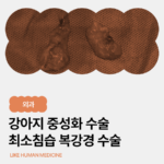 양산 강아지 최소침습 복강경 중성화 수술일지