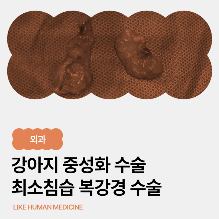 양산 강아지 최소침습 복강경 중성화 수술일지