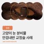 고양이 눈꺼풀이 안으로 말린다면? 안검내반 교정 수술 증례
